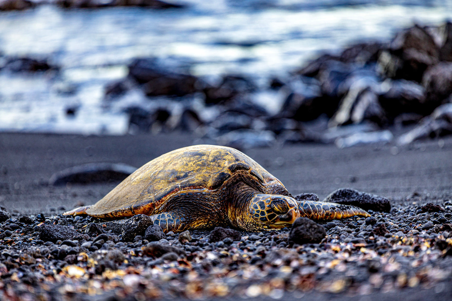 Turtles Gentle Souls Of The Sea