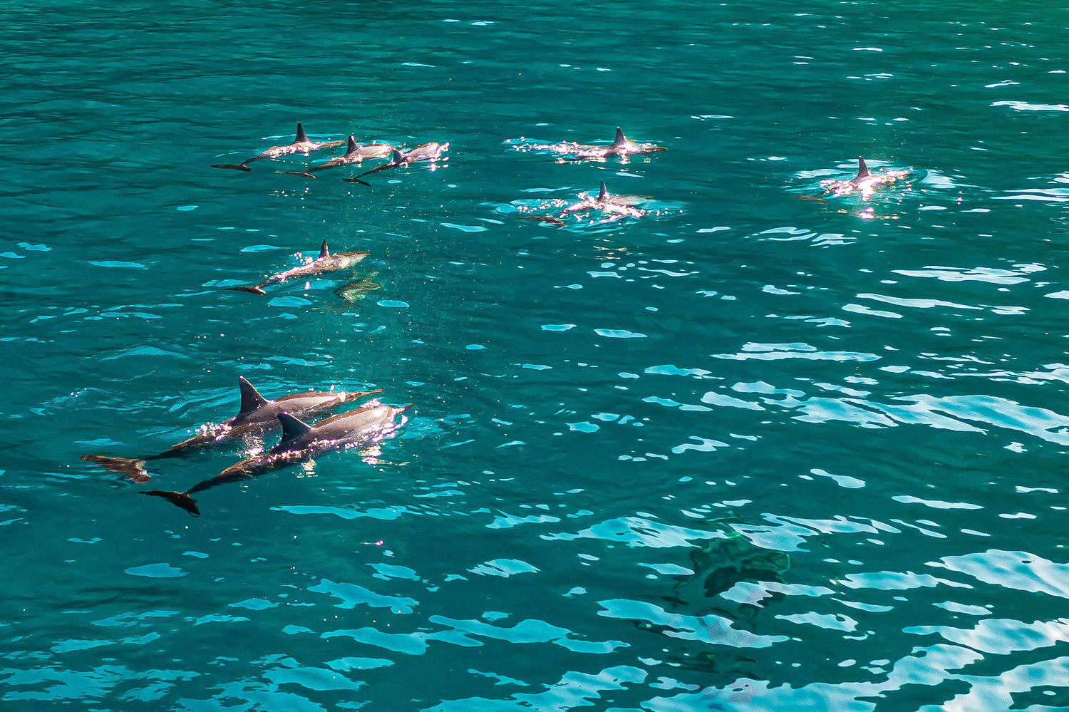 Dolphins & Mantas Beneath The Blue